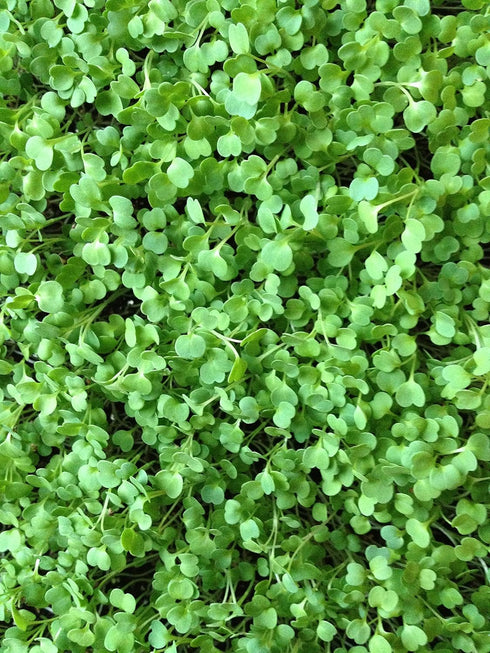 Arugula Seed, Arugula Sprouting Seeds, Microgreen, Sprouting, 4 OZ, Non GMO - Country Creek Acres Brand - High Sprout Germination- Juicing, Garden...