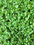 Arugula Seed, Arugula Sprouting Seeds, Microgreen, Sprouting, 4 OZ, Non GMO - Country Creek Acres Brand - High Sprout Germination- Juicing, Garden...