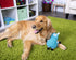 goDog Llamas Noodle Squeaky Plush Dog Toy, Chew Guard Technology - Blue, Small...