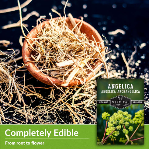 1 Pack Angelica Seeds for Planting with Instructions to Grow Medicinal Herb Angelica Archangelica Live Plants in Your Home Herb Garden - Non-GMO H...
