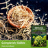 1 Pack Angelica Seeds for Planting with Instructions to Grow Medicinal Herb Angelica Archangelica Live Plants in Your Home Herb Garden - Non-GMO H...