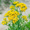 Outsidepride 5000 Seeds Perennial Tanacetum Vulgare Tansy Herb Garden Seeds for Planting...