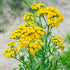 Outsidepride 5000 Seeds Perennial Tanacetum Vulgare Tansy Herb Garden Seeds for Planting...