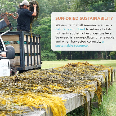 VITAMINSEA Bladderwrack Dried Seaweed | Wild North Atlantic Seaweed for Snacking, Seasoning, Soups & Salads | Rich in Vitamins, Minerals & Antioxi...