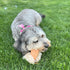 SPOT Bam-Bones Fish - Made with Strong Bamboo Fiber, Durable Long Lasting Dog Bone for Light to Moderate Chewers, Great Chew Toy for Adult Dogs & ...