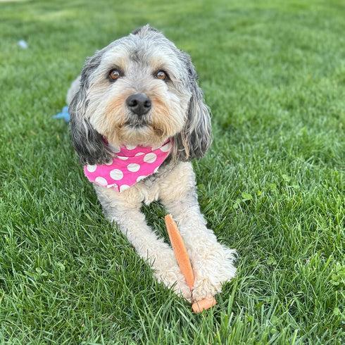 SPOT Bam-Bones Fish - Made with Strong Bamboo Fiber, Durable Long Lasting Dog Bone for Light to Moderate Chewers, Great Chew Toy for Adult Dogs & ...