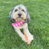 SPOT Bam-Bones Fish - Made with Strong Bamboo Fiber, Durable Long Lasting Dog Bone for Light to Moderate Chewers, Great Chew Toy for Adult Dogs & ...