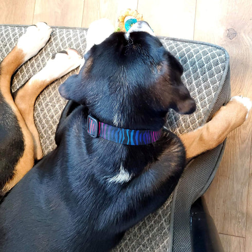 Buttonsmith Rainbow Zebra Dog Collar - Made in The USA - Fadeproof Permanently Bonded Printing, Military Grade Rustproof Buckle, Choice of 6 Sizes...