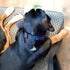 Buttonsmith Rainbow Zebra Dog Collar - Made in The USA - Fadeproof Permanently Bonded Printing, Military Grade Rustproof Buckle, Choice of 6 Sizes...