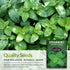 Survival Garden Seeds - Spearmint Seed for Planting - Mentha Spicata Packet with Instructions to Plant Delicious Herbs and Grow Your Home Herb Gar...