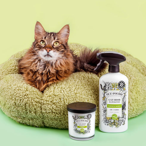 Pet-Pourri Pet Odor Eliminator Candle, Purrfectly Bamboo, 7.5 Oz - Bamboo (Veterinarian Recommended)...