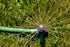 Rain Bird RVANSP Hose-End High-Efficiency Pro Rotary Sprinkler on Large Metal Spike, Hand Adjustable, 45° - 270° Pattern, 17' - 24' Spray Distance...