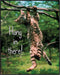 Posterizer 1 pcs-Cute Cat-Kitten-Hang in there-Art for Animal Lovers-Comedy Art- decor for Bedroom, Office, Living Room - unframed wall art...