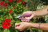 Dramm 18025 with Heavy Duty Blade and Easy Grip Handle ColorPoint Stainless Steel Compact Garden Pruning Shears, Blue...