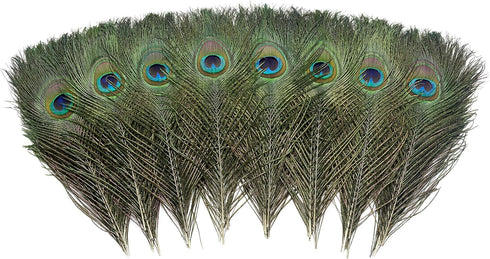 12 PCS Real Natural Peacock Eye Feathers 10-12 inch for DIY Craft, Wedding and Holiday Decorations...