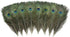 12 PCS Real Natural Peacock Eye Feathers 10-12 inch for DIY Craft, Wedding and Holiday Decorations...