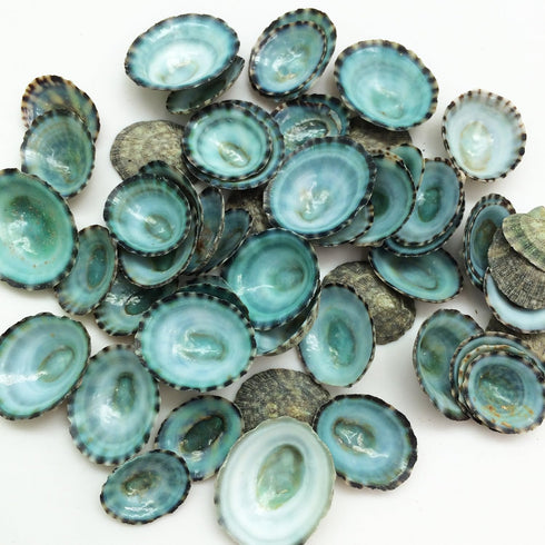 PEPPERLONELY 50PC Green Limpet Shells Craft Sea Shells, 1/2 Inch ~ 1 Inch...