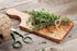 Perennial Herb Seeds Collection,1500 Seeds, 4 Heirloom Non GMO Varieties, Greek Oregano, Sage, Thyme, Chives...