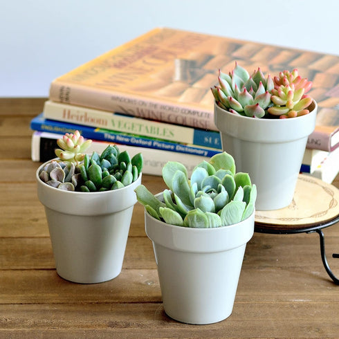 Youngever 10 Pack 3 Inch Mini Plastic Planters Indoor Flower Plant Pots, Grey Gardening Pot with Drainage for All House Plants, Flowers, Herbs, Su...