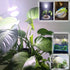 Grow Light Bulbs for Indoor Plants Full Spectrum E26 A19 10W,Grow LED Light Bulb with Balanced Spectrum 5000K-Blue-Red for Seeds Greens Laboratory...