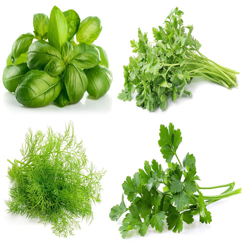 Culinary Herb Seeds Collection, 4 Heirloom Non GMO Varieties, Basil, Cilantro, Dill, Parsley....