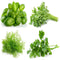 Culinary Herb Seeds Collection, 4 Heirloom Non GMO Varieties, Basil, Cilantro, Dill, Parsley....