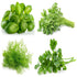 Culinary Herb Seeds Collection, 4 Heirloom Non GMO Varieties, Basil, Cilantro, Dill, Parsley....