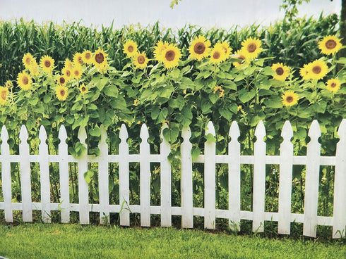 Leyiyi Spring Natural Scenery Backdrop 5x3ft Photography Backdrop Blossoming Yellow Sunflowers Tall Lush Tree White Wooden Textured Fence Family C...