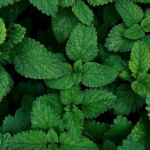 Essences Bulgaria Organic Mint Essential Oil 1/3 Fl Oz | 10ml | Mentha arvensis | 100% Pure and Natural | Undiluted | Therapeutic Grade | Family O...