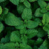 Essences Bulgaria Organic Mint Essential Oil 1/3 Fl Oz | 10ml | Mentha arvensis | 100% Pure and Natural | Undiluted | Therapeutic Grade | Family O...