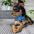 Huxley & Kent Pet Pinwheel | Firecrackers (Large) | 4th of July Velcro Collar Accessory for Dogs/Cats | Bow Collar Attachment | Cute, Comfortable ...