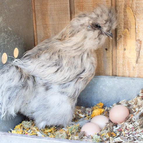 Pampered Chicken Mama Floral Nesting Herbs for Chickens (10 Ounces) | Relaxation Blend for Chick Brooder Box, Chicken Coop Bedding | Scent of Spri...
