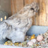Pampered Chicken Mama Floral Nesting Herbs for Chickens (10 Ounces) | Relaxation Blend for Chick Brooder Box, Chicken Coop Bedding | Scent of Spri...