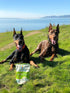 Freeze Dried Superfood Snacks for Dogs Apple+Cinnamon All Natural Dog Treat...