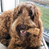 Happy Teeth Natural Cheese Dog Chews | Peanut Butter Flavor | Dental Chew | Protein Rich | Gluten Free - Lactose Free - Wheat Free - Soy Free | 2 ...