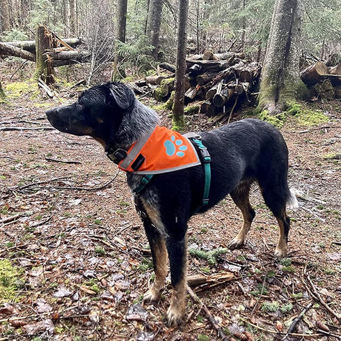 Orange Dog Bandana. Hi-Visibility Reflective Blaze Orange Velcro Bandana for Large and Small Pets. Safety Accessories for Walking, Camping, and Of...