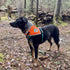 Orange Dog Bandana. Hi-Visibility Reflective Blaze Orange Velcro Bandana for Large and Small Pets. Safety Accessories for Walking, Camping, and Of...