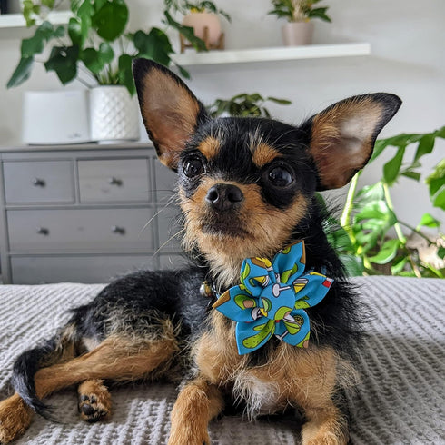 Huxley & Kent Pet Pinwheel | Cinco Fiesta (Small) | Velcro Collar Accessory for Dogs/Cats | Fun Pet Pinwheel Collar Attachment | Cute, Comfortable...