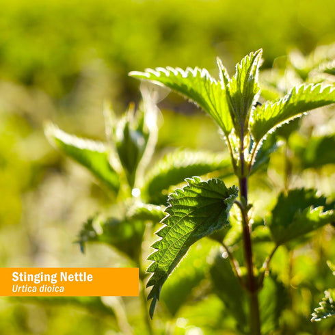 Herb Pharm Stinging Nettle Blend Liquid Extract - 1 Ounce (DNETT01)...