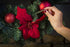 Scentsicles Christmas Berry Scented Christmas Ornaments with Hooks - 1 Bottle (6 Sticks Total)...