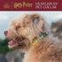 Harry Potter Hufflepuff Dog Collar in Size XLarge | Extra Large Dog Collar, Harry Potter Dog Collar | Harry Potter Dog Apparel & Accessories for H...