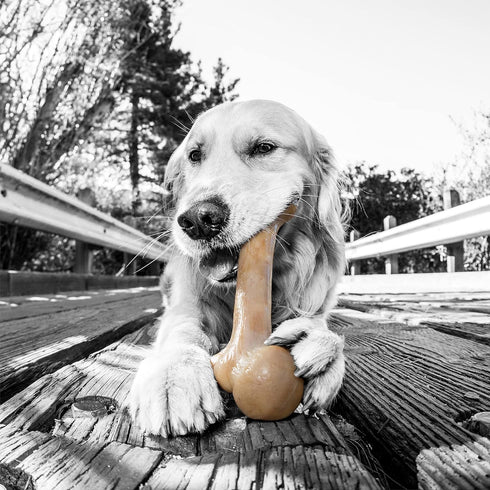 Pet Qwerks Zombie BarkBone - Nylon Dog Bone for Moderate Chewers - Bacon Flavor - 6"...