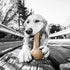 Pet Qwerks Zombie BarkBone - Nylon Dog Bone for Moderate Chewers - Bacon Flavor - 6"...