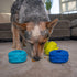 Outward Hound Treat Locking Discs Dog Treat Dispenser Puzzle Toy...