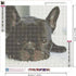 Zimal Diamond Embroidery DIY Diamond Paintings French Bulldog Dog Handmade Rhinestone Pasted Painting Room Decoration 11.8 x 11.8 Inch......