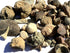 Bulk Educational Genuine Fossil Mix - 1/2 Lb Variety of 75 Genuine Fossils - Exclusively from DINOSAURS ROCK...