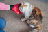PAIR of Low-Cost Pet Grooming Gloves - Superior Care for Your Furry Friends. Ideal for Grooming, Deshedding, Bathing & Massaging Your Dogs & Cats ...