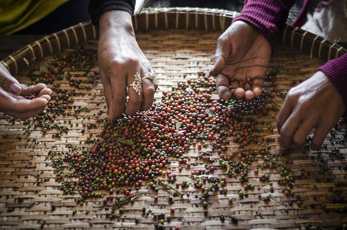 Organic Kampot Pepper Rare Cambodian Peppercorns Black 4 Ounce...