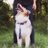 Blue-9 Dog Training Leash, 9 Inch Tab Lead for Obedience, Recall, and Agility Training, Made in The USA, Black...
