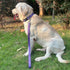 Advanced Dog Short Leash 24 Inches with Sturdy Nylon and Soft Padded Handle Lead for Large Medium Breed Dogs Daily Use Walking,Training etc (24 In...